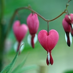 Pink bleeding heart flower